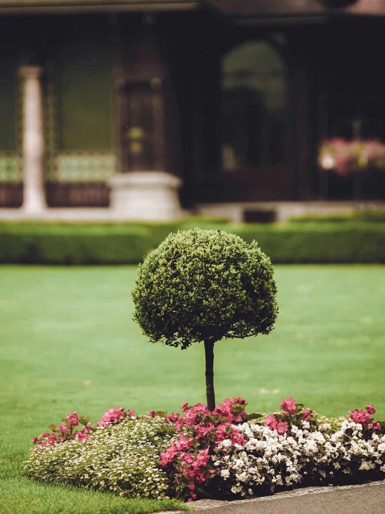 beautiful plant with flower bed