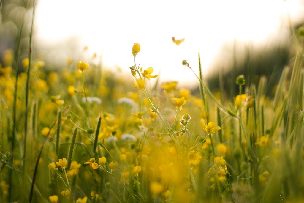 Yellow Ranunculus buttercup flowers 